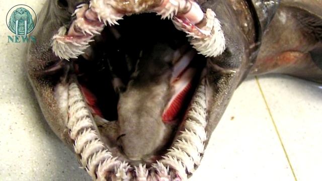 В Австралии выловили страшную доисторическую акулу смотреть онлайн