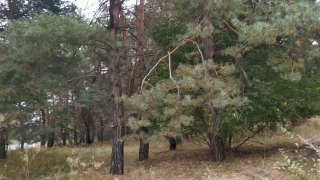 8 октября праздник День памяти Сергия Радонежского . А также народный праздник Сергея Капустника . смотреть онлайн