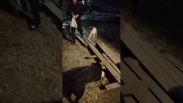 пищевая агрессия смотреть онлайн