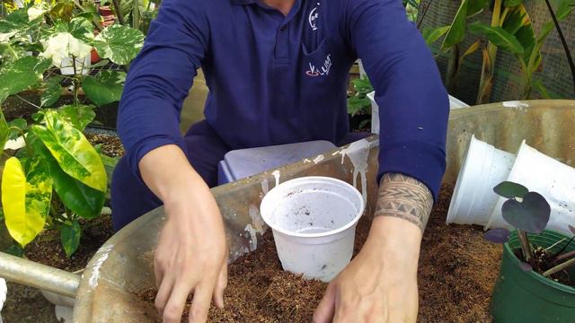 colocasia black coral - cây đang sinh sản và quá trình tách cây con, vô chậu cho cây con P2 смотреть онлайн