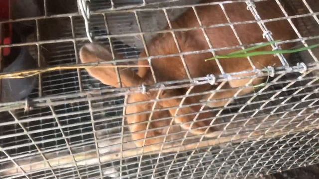 Массовый окрол крольчих в норах, в вольере. Размножение кроликов. Мои кролики. Дачная Жизнь ТВ. смотреть онлайн