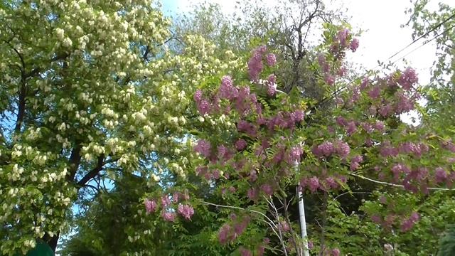 Цветение сиреневой акации в Ростове-на-Дону смотреть онлайн