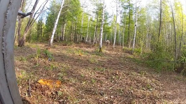 Выпустили на волю