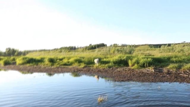 ЩЕНКАМ ПОКУШАТЬ!!!А ВСЕ СОБЫ НА РЕЧКУ!!! смотреть онлайн