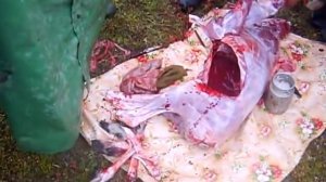 Ненцы. Жизнь в тундре.