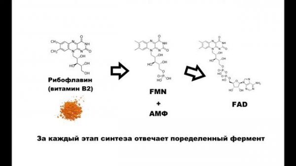 Что такое FAD / FADH2? (Биохимия).
