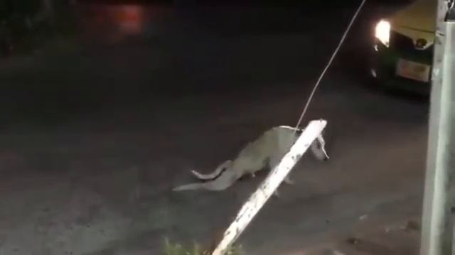 Собаки тоже умеют прикалываться) смотреть онлайн