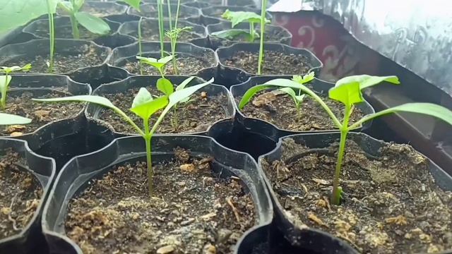 как вырастить салаты и рассаду дома под обычными светодиодными лампами смотреть онлайн