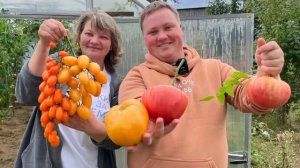 ВЫ ОБАЛДЕЕТЕ!!! 10 КГ.С КУСТА!#борисборисов #сортатоматов #помидор