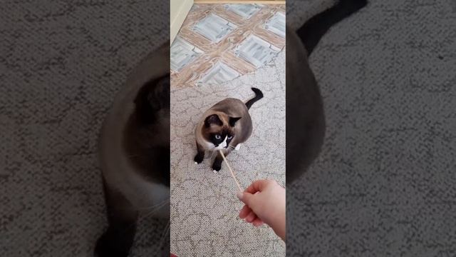 Котопес смотреть онлайн
