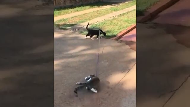 Пошли гулять