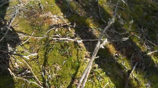 Грибы в Вологодской, август 2018, часть 1 смотреть онлайн