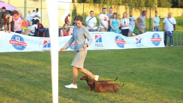 Выставка собак в Смоленске 2020 / Паритет / Смоленский Бриллиант / FCI / CACIB