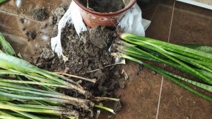 Омоложение старого куста сансевиерии. Привожу в порядок неухоженную сансевиерию