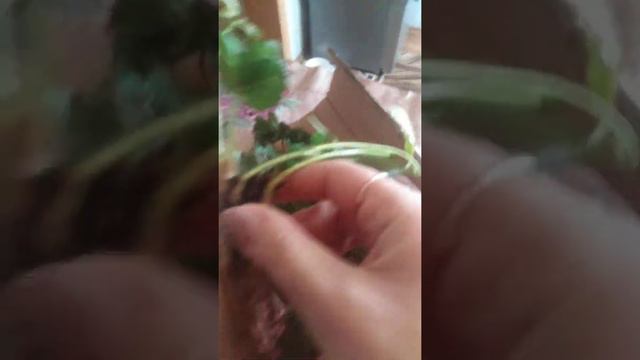 Посылка от Степана Михайловича, клубника) смотреть онлайн