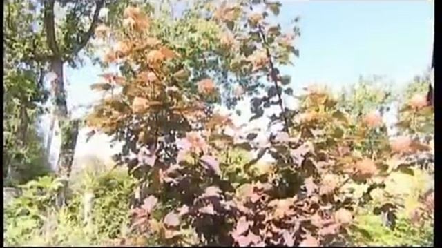 САД МЕЧТЫ ЕЛЕНЫ НОВОДЕРЖКИНОЙ! смотреть онлайн