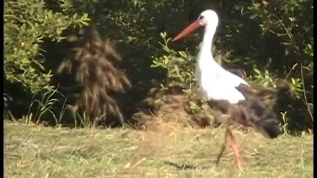 Белый аист. White stork смотреть онлайн