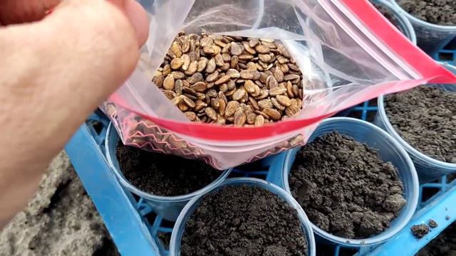 Посадка кавунів на розсаду смотреть онлайн