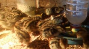 содержание и кормление суточных перепелов