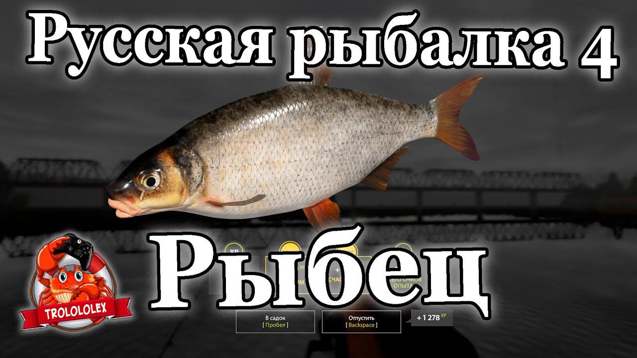 Русская рыбалка 4 Рыбец на реке Волхов смотреть онлайн