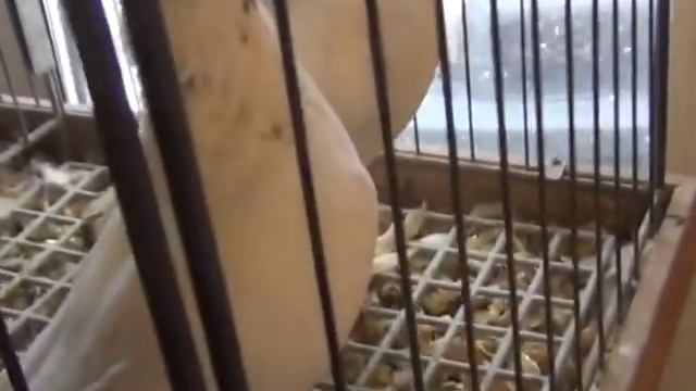 Племенные голуби (ЧАСТЬ 1) Сергея Алексанрова, андижанские голуби, узбекские голуби смотреть онлайн