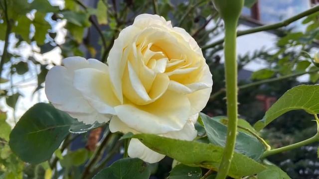 Стих: с Тобой общение, Боже надо смотреть онлайн