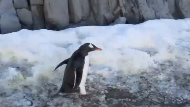 Антарктида-Antarctica. Пингвины-Penguins смотреть онлайн