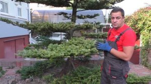 Ниваки из пихты! Мастер-класс по стрижке-формировке ниваки из взрослого 6-ти метрового дерева.