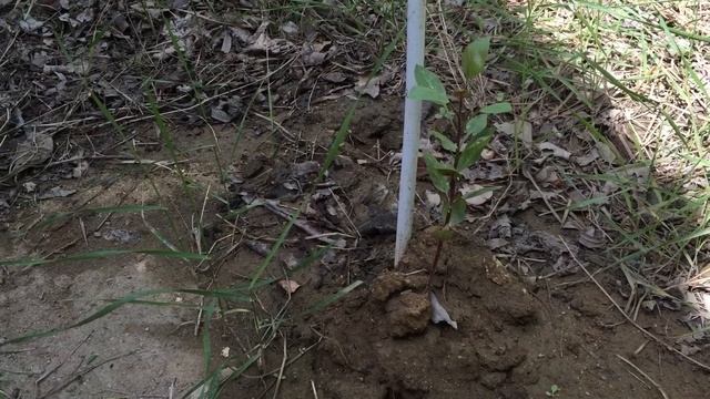 Выращивание фисташки