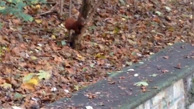 Cute red squirrel getting nuts for winter смотреть онлайн