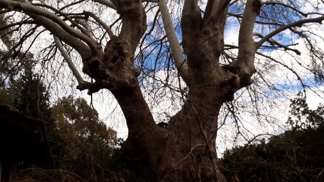 И снова идем на сбор апельсинов в Анталии смотреть онлайн