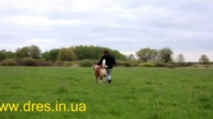 Собака не подходит на прогулке по команде или убегает без поводка