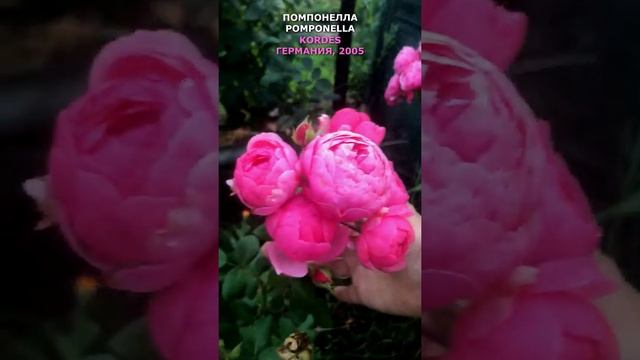 Роза Помпонелла в моем саду 13 сентября 2021 г. (Kordes, Германия, 2005). Pomponella Rose, #shorts, смотреть онлайн