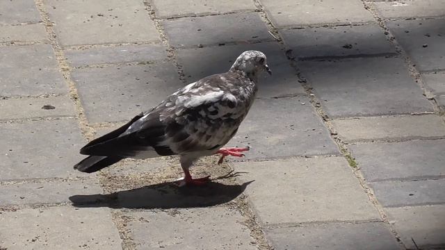 Возле моста и под мостом смотреть онлайн