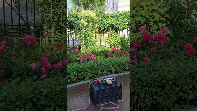 Цветения розы можно добиться только так смотреть онлайн