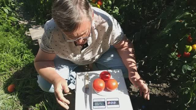 Томаты Ралли и Малиновая идея.