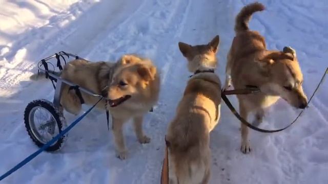 Жёлтые собаки запутались! смотреть онлайн