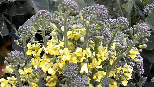 ОТЛИЧНОГО ОСЕННЕГО ЦВЕТЕТ КАПУСТА смотреть онлайн