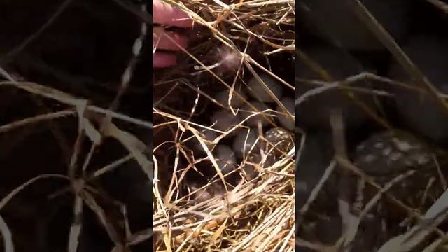 утка гнездится в сене! смотреть онлайн