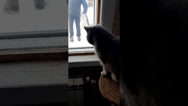 кот шипит на собаку. шотландец против хаски часть 2 смотреть онлайн