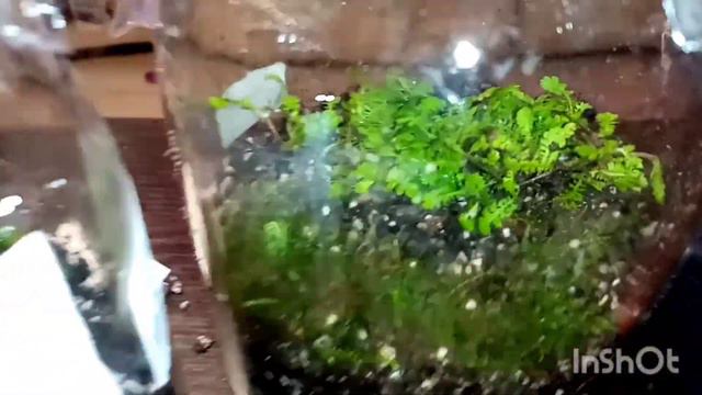 Растения в банках. 🍀 смотреть онлайн