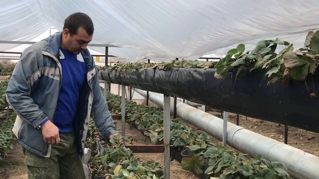 06_21Подготовка Клубники к сезону 2021. Малообъемка.