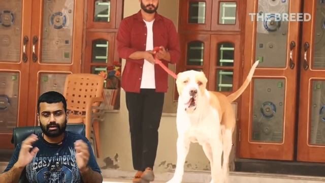 All about BULLY KUTTA / INDIAN MASTIFF DOG смотреть онлайн