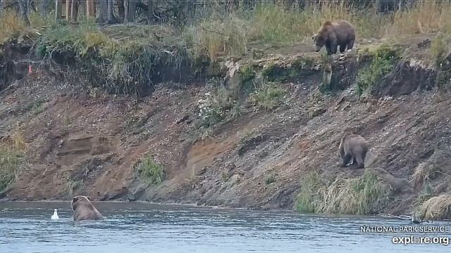 Рыбалка продолжается -остались последние деньки#Katmai National Park, Alaska 2023 смотреть онлайн