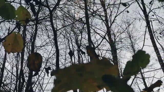 VID 20221019 164127 В моём саду (К. Бальмонт)...Павел Васильев Лахтинский смотреть онлайн