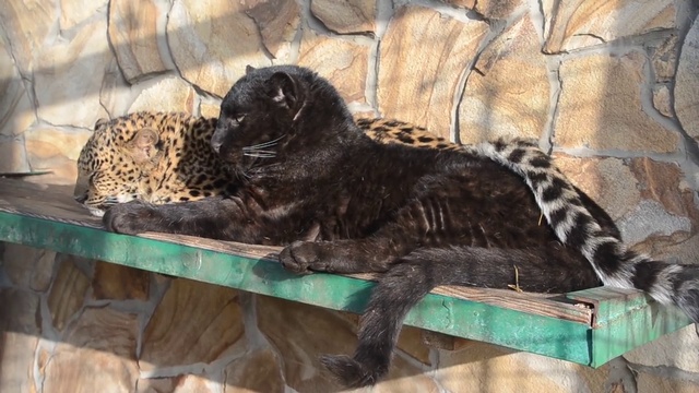 Дружное леопардовое утро ! смотреть онлайн