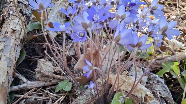 Sinivuokko lehtosinivuokko (Hepatica nobilis tai Anemone hepatica ) Leskenlehti(Tussilago farfara) смотреть онлайн