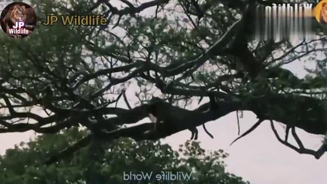 Leopard catches a Gazelle from a tree and leopard serval attack JP Wildlife смотреть онлайн