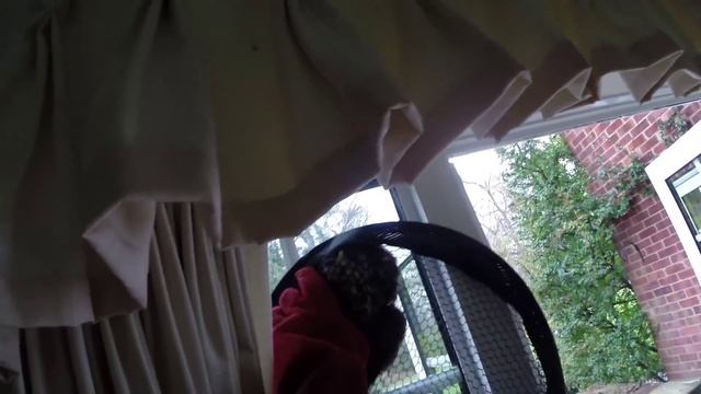 GoPro quick rescue - Owl in a living room смотреть онлайн