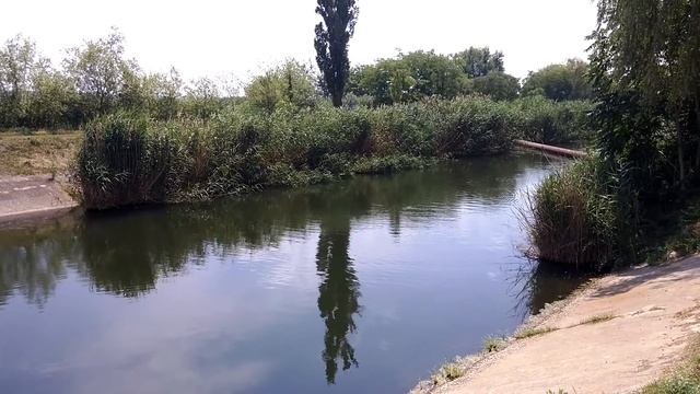 Белый амур поедает хлеб смотреть онлайн